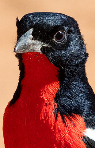 Crimson-breasted Shrike head